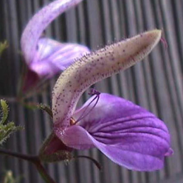 Floral Picture Gallery