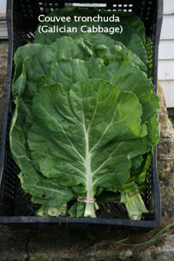 couvee_tronchuda_galician_cabbage_w_text.jpg couvee_tronchuda_galician_cabbage_w_text.jpg