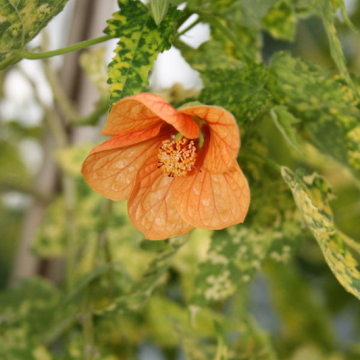 abutillon_thompsonii_variegata.jpg