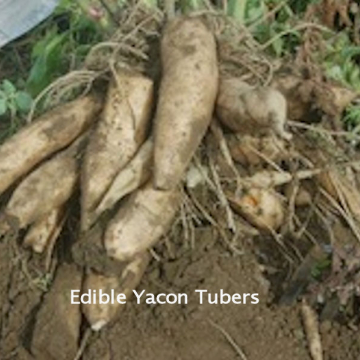 yacon_tubers_w_text.jpg